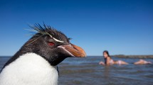 Imagen de El pingüino que veranea en Las Grutas