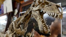 Imagen de El Museo Paleontológico de Bariloche cierra y se va a España