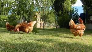 Apuestan por la crianza de gallinas y la producción de huevos, en Cinco Saltos