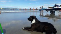 Imagen de “Moncho” el perro nadador enamorado del mar