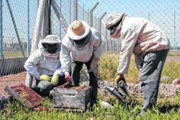 Un enjambre hallado en un poste de luz, flores silvestres y mucho trabajo confluyeron en los buenos resultados del proyecto.    