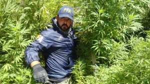 Video: La Policía Federal secuestró 13 plantas de marihuana en Cipolletti