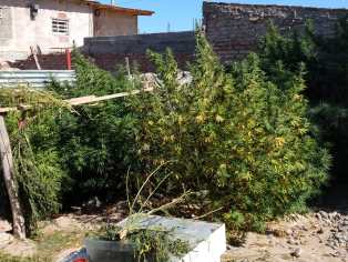 La policía secuestró 16 plantas de marihuana de un patio. (Foto: Gentileza.-)