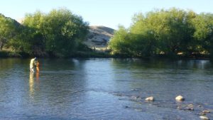 Estudian la proliferación de algas verdes en el río Chimehuín