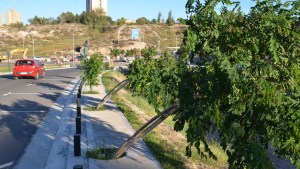 Los árboles plantados hace un año en la Albardón sucumbieron ante el viento