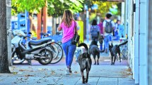 Imagen de Tras un ataque a un joven, vuelve el dilema de los perros callejeros