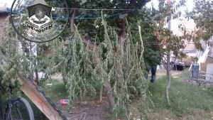 Allanaron por un intento de robo y encontraron plantas de marihuana en Neuquén