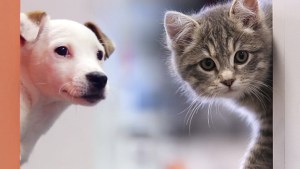 Neuquén busca cuidar a perros y gatos de los maltratadores, crea un registro de cuidadores irresponsables