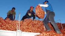 Imagen de Por culpa del coronavirus están paralizadas las exportaciones de cebolla a Brasil