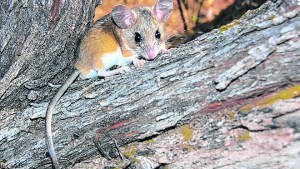 Hantavirus: no aumentó la población de colilargos pero sí el peso