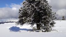 Imagen de Mirá cómo quedó el cerro Batea Mahuida después de las nevadas