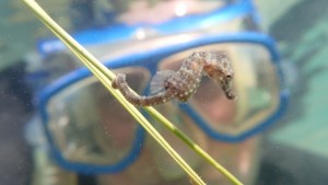 El domador de los caballitos de mar patagónicos