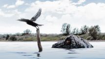 Imagen de Un increíble escondite flotante para fotografiar a las aves acuáticas de la Patagonia