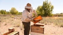 Imagen de Los insectos y su rol clave en la producción