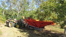 Imagen de Con mejoras genéticas sube la producción de almendras en Neuquén