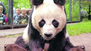 La diplomacia del panda