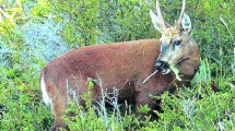 Imagen de Huemules en peligro de extinción: intentan capturarlos para trasladarlos a un centro de cría