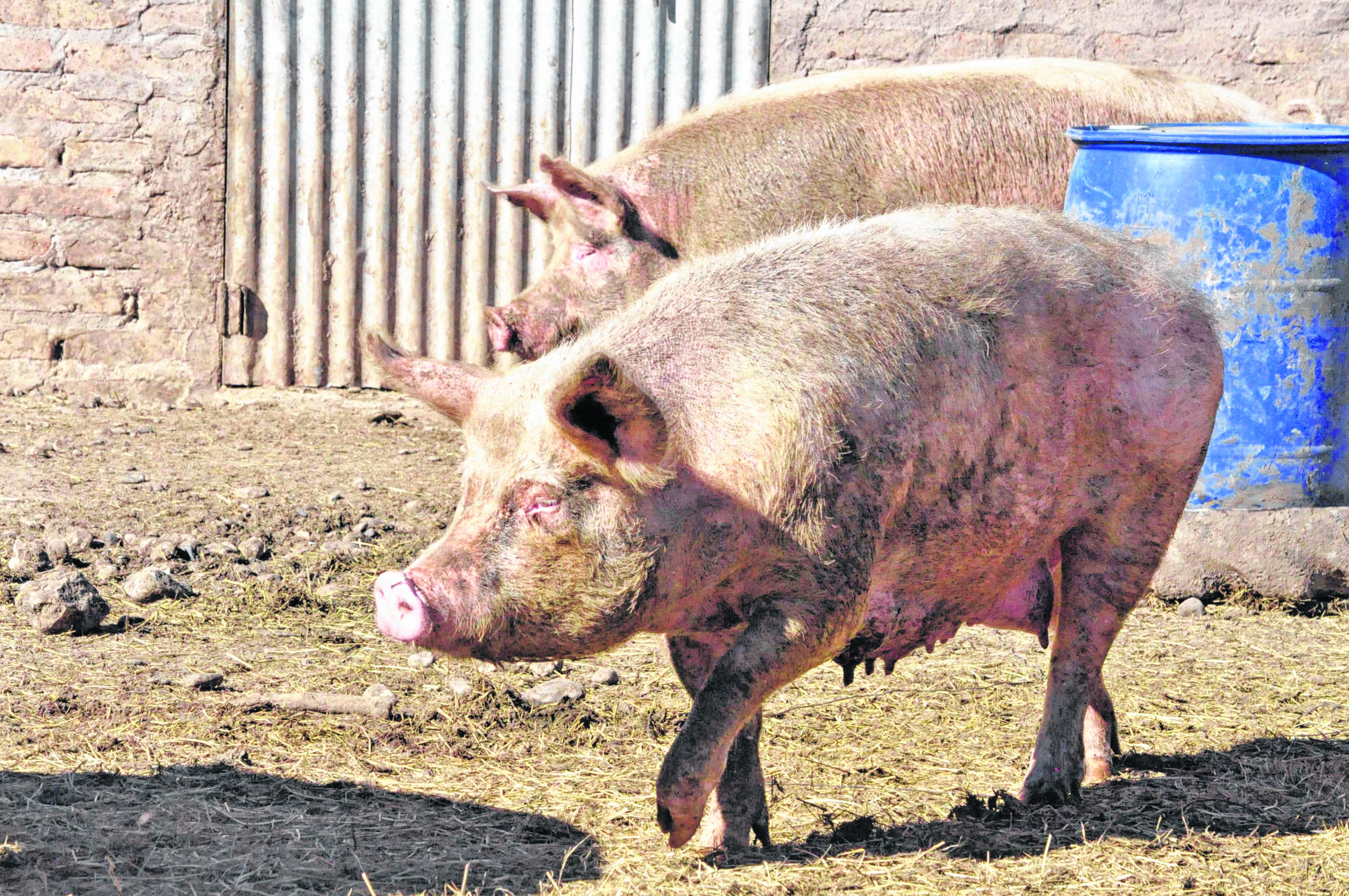 Los animales son arrojados a una chacra aledaña. Foto: archivo. 