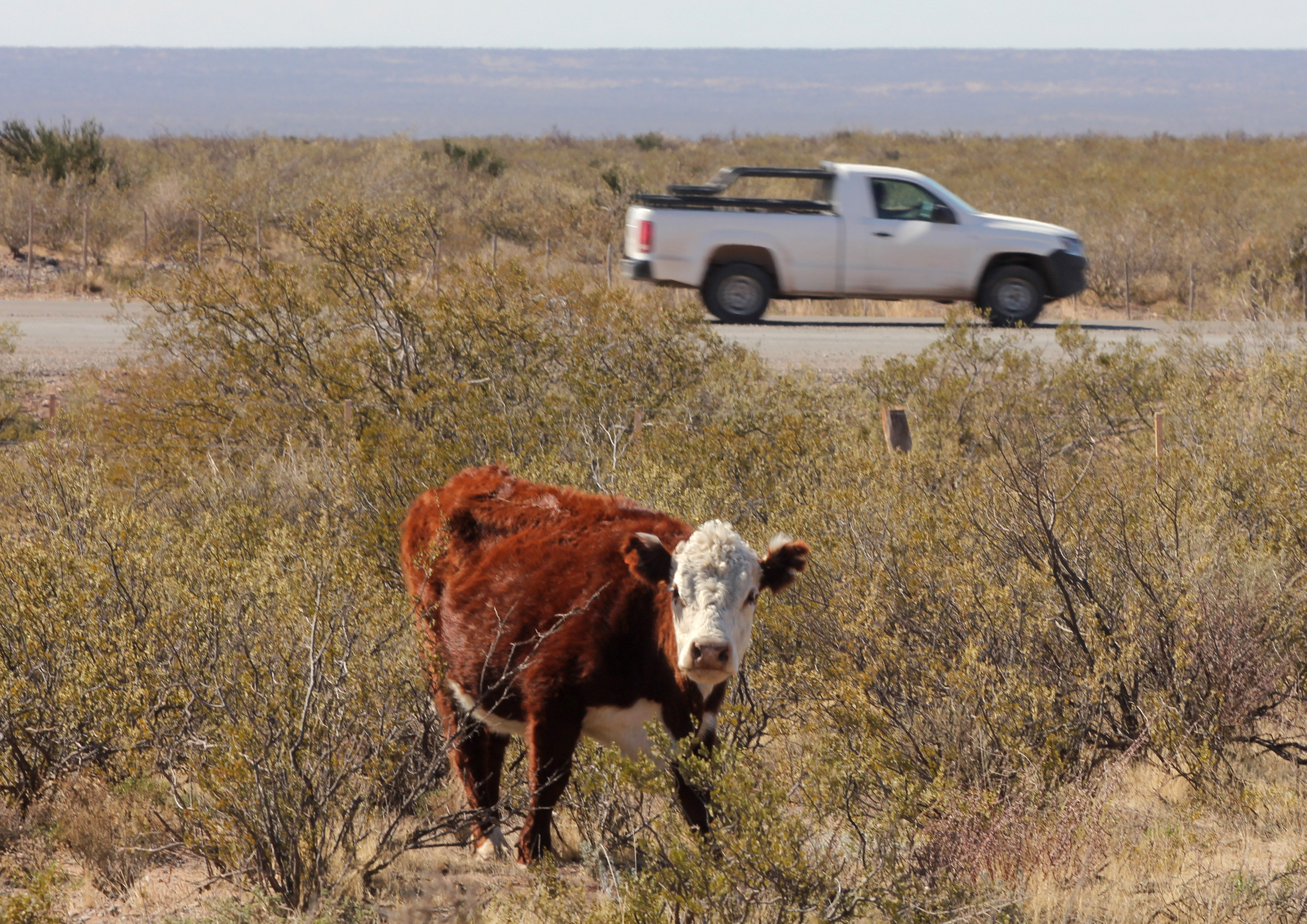 Buscan evitar la presencia de animales sueltos en las rutas.  Foto: Archivo Oscar Livera