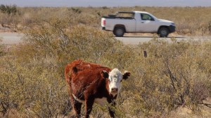 Instalan alambrados para evitar animales sueltos en las rutas neuquinas