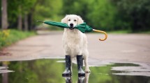 Imagen de Pronóstico: ¿Se vienen las lluvias este miércoles?