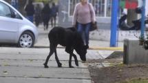 Imagen de En Roca aumentan los perros callejeros y el peligro