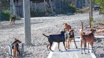 Imagen de Los ataques de perros no paran en Bariloche