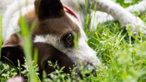 ¿De qué las plantas tóxicas y animales venenosos hay que cuidar a las mascotas?