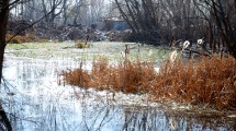 Imagen de Alerta de la AIC por crecida del río Neuquén