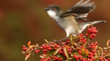 Imagen de Avistaje de aves en El Chocón: 50 especies en un día