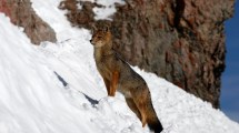 Imagen de El zorro colorado que cautiva en el cerro Catedral