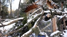 Imagen de Bariloche: un enorme coihue cayó y les partió la casa