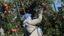 Imagen de Condenan a una frutícola a pagarle casi u$s 300.000 a un productor