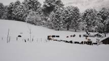 Imagen de Mirá como sacan a sus animales de un campo completamente nevado en Pulmarí