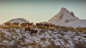 Nieve, cenizas y sequía: el desafío de hacer ganadería junto al Lanín