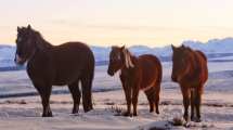 Imagen de Norte neuquino: así le hacen frente a la nieve caballos, chivas y vacas