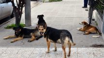 Imagen de Crecen las denuncias por mordeduras de perros callejeros en Villa La Angostura