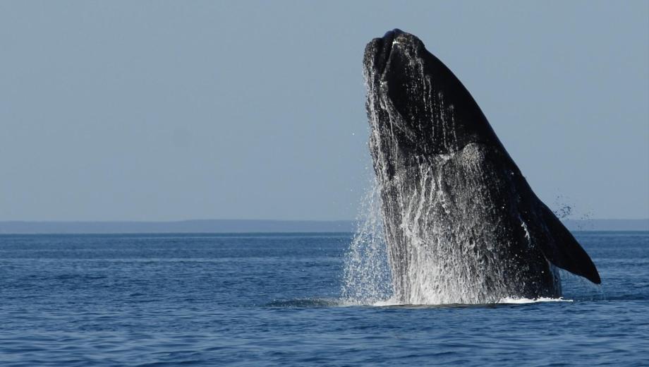 Quedó Inaugurada La Temporada De Avistaje De Ballenas En Puerto Pirámides Diario Río Negro