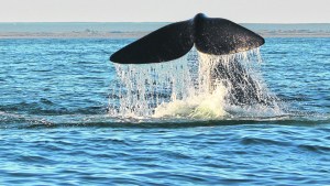 El show de las ballenas en  el golfo San Matías