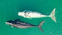 Imagen de Una ballena parcialmente albina sorprende en Las Grutas