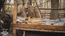 Imagen de Críticas al Municipio por la situación de la guardería canina de Cipolletti