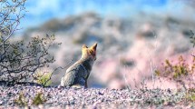 Imagen de Animales silvestres en la ciudad: cómo interactuar con ellos