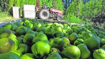 Imagen de Durante 2021 se comercializarán 100.000 toneladas menos de peras y manzanas