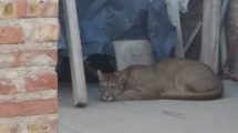 Imagen de Video: así fue atrapado el puma que apareció en el barrio Hipódromo