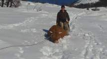 Imagen de Aluminé: la emocionante historia detrás de un épico rescate de 300 animales atrapados en la nieve