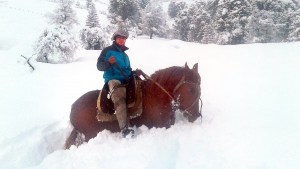 Video: el rescate de dos vacas varadas en la nieve tras 11 días de búsqueda