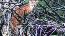 Imagen de Este extraño gato salvaje sorprendió a los turistas en el Llao Llao