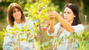 Pülku, un homenaje a la manzana valletana