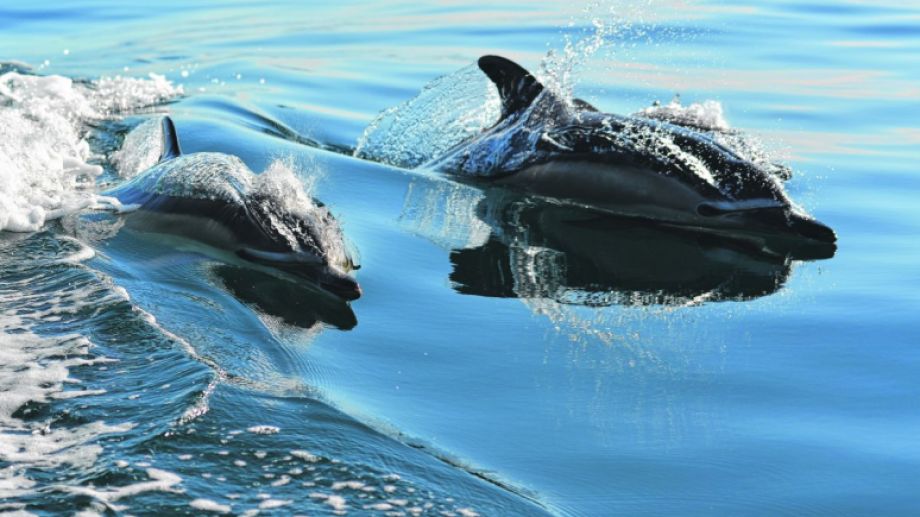 Un Paseo Por El Mar A La Par De Delfines Y Ballenas