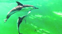 Imagen de Video: escuchá el conmovedor grito de los delfines en Las Grutas